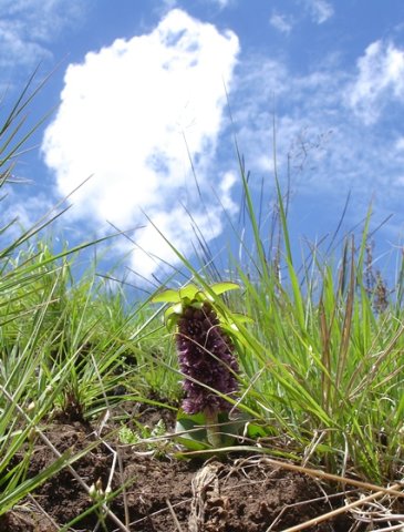 Eucomis schijffii on a summer&#039;s day